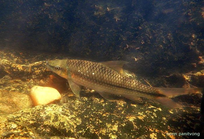 Individual in its natural habitat, Thailand.