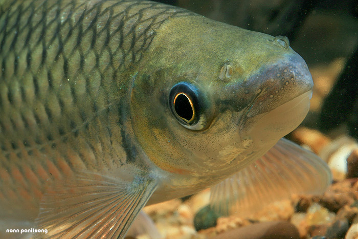 Head detail.