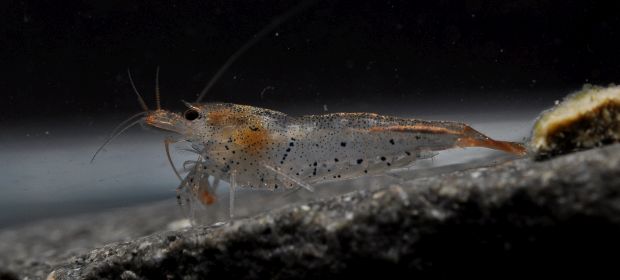 C. cantonensis appears to be the wild ancestor of ornamental bee shrimp strains