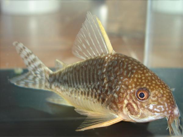 Specimen from the UK aquarium trade.