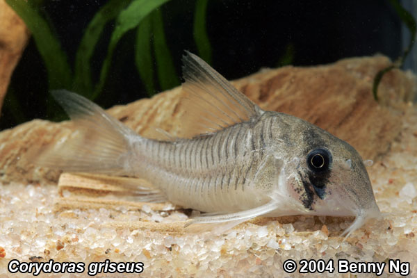Specimen from the Singapore aquarium trade.