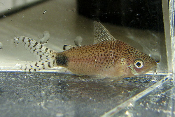 Adult male individual.