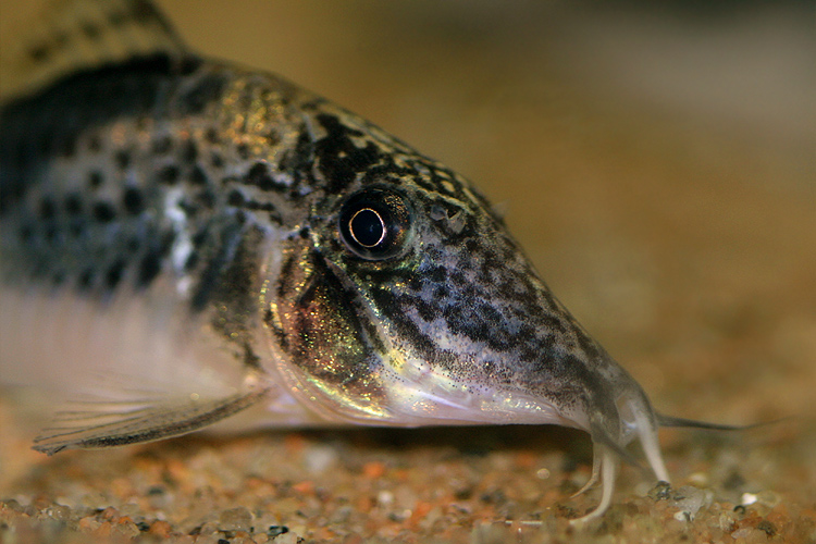 Head detail.