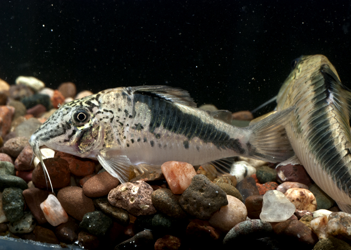 Specimen from the U.S. aquarium trade.