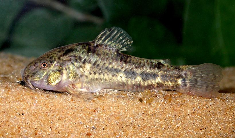 MACN 9232, live holotype, 35.0 mm SL.