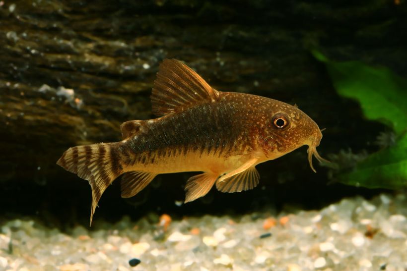 This species has a short, rounded snout compared with the similar-looking C. seussi.