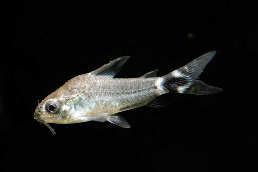 Specimen from the Brazilian aquarium trade.