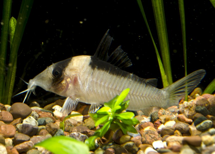 Specimen from the U.S. aquarium trade.