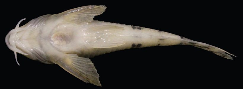 Holotype; ventral view.