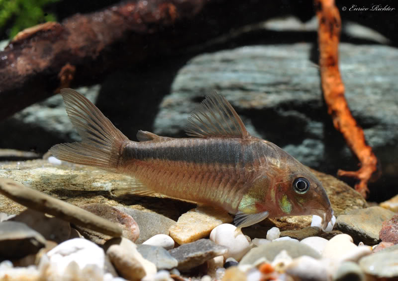 Putative female individual from the German aquarium trade.