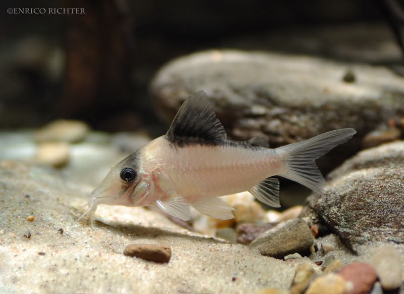 Specimen from the German aquarium trade.
