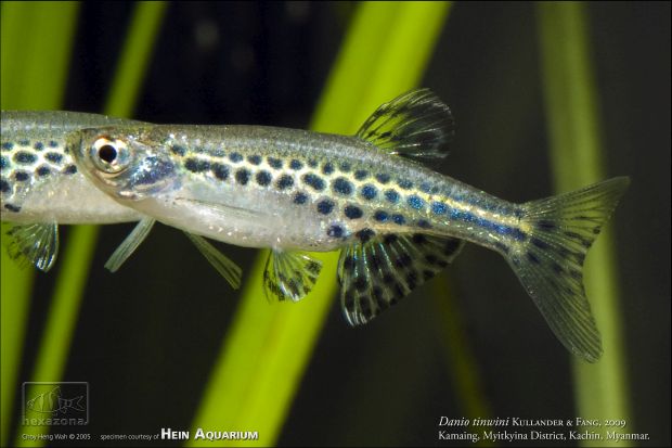 The beautiful Brachydanio tinwini is one of two species named in honour of U Tin Win