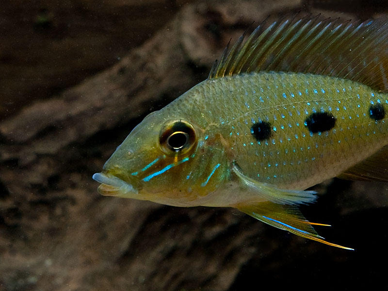 Detail of head and anterior portion of body.
