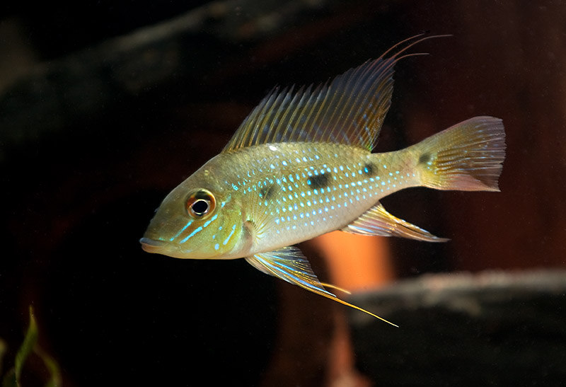 Subadult male individual.