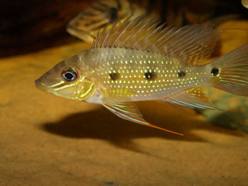 Specimen from the U.K. aquarium trade.