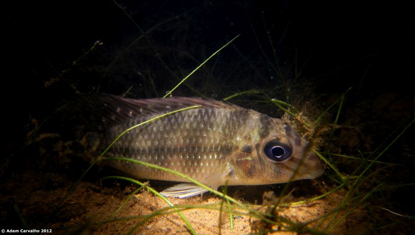Juvenile individual photographed in its natural habitat at night; rio Tocantins, Brazil.