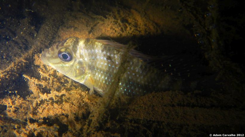 Another image of a juvenile in its natural habitat at night.