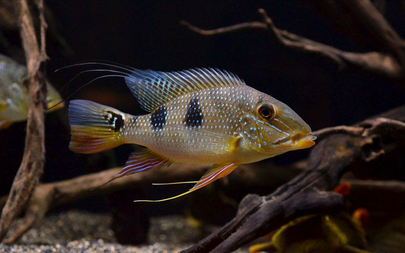 This species possesses two dark markings on the flank.