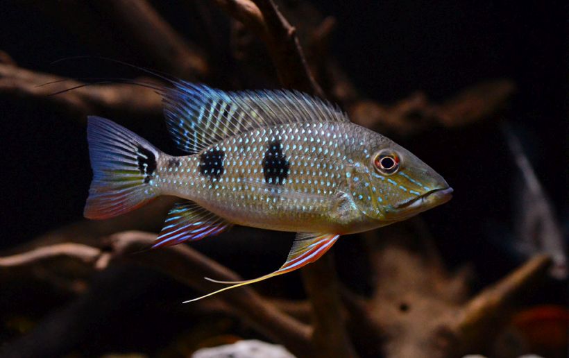 Adult male individual.