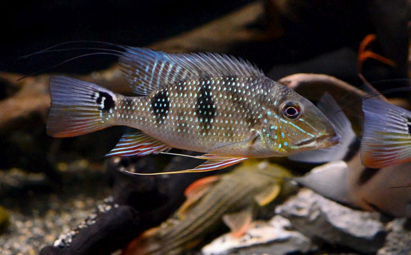 Adult specimen displaying stress colour pattern.