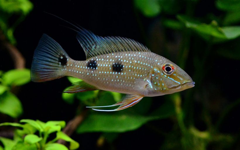 Subadult from the Singapore aquarium trade.
