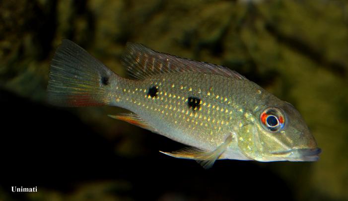Juvenile from the Danish aquarium trade.