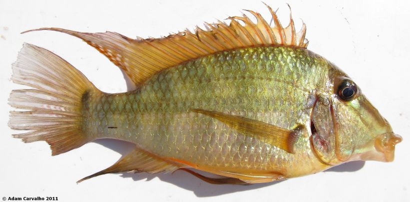 Large adult male from the lower rio Tocantins.