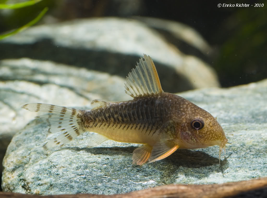 Specimen from the German aquarium trade.