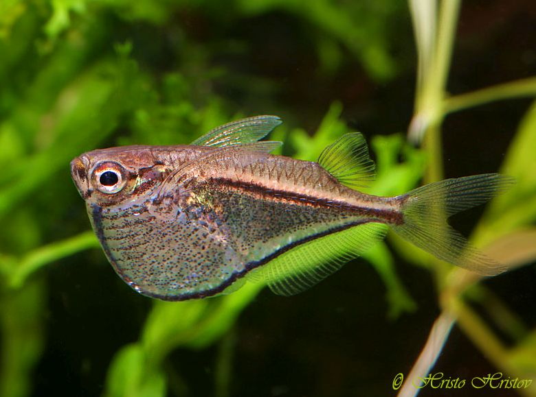 This species is among the more diminutive freshwater hatchetfishes.