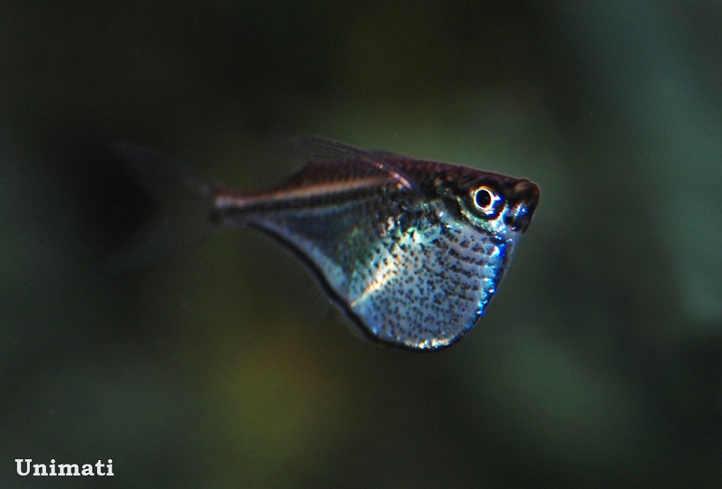 Specimen from the Danish aquarium trade.