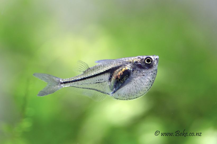 This species possesses an elongate body shape relative to congeners.
