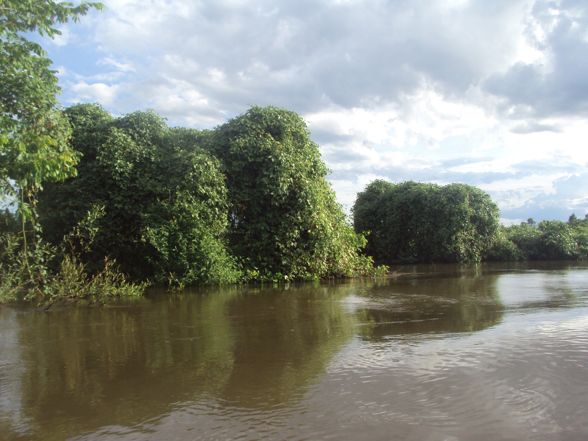 This species was described from the rio Cuiabá in Mato Grosso state, Brazil, seen here as it passes through the famous Pantanal wetlands.