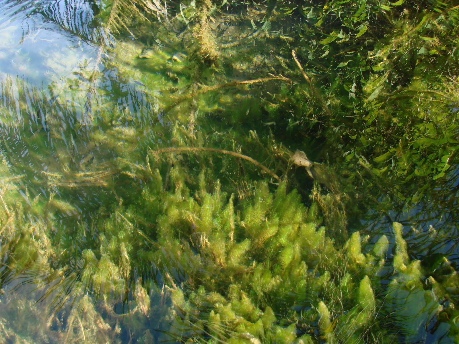 Habitat in the upper rio Sepotuba with dense aquatic vegetation.