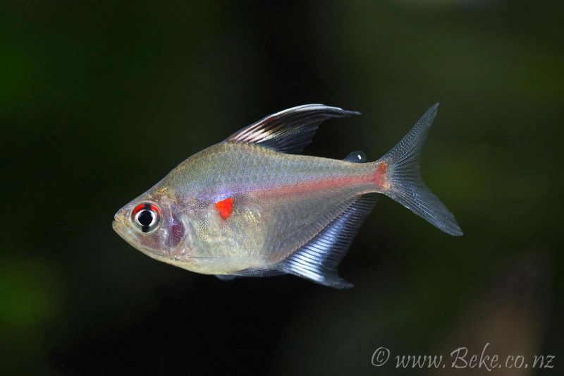 Adult male.