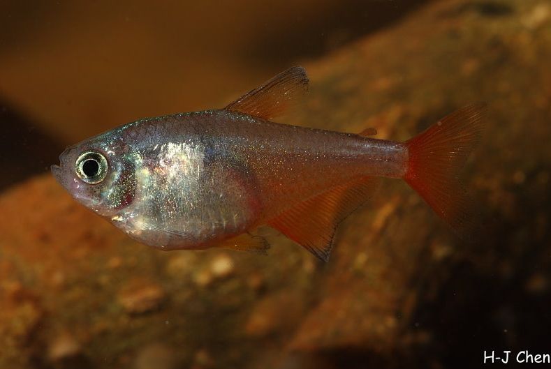 Adult female; commercial strain.