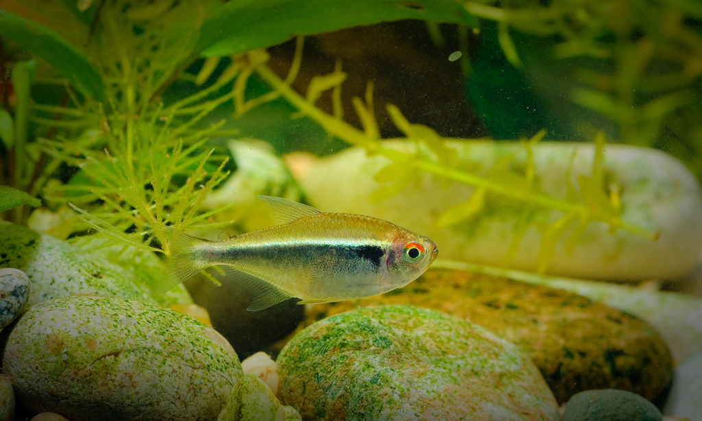 Adult female; commercial strain.