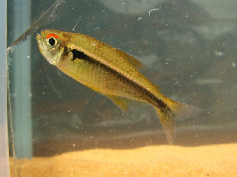 Wild specimen from the upper rio Sepotuba.