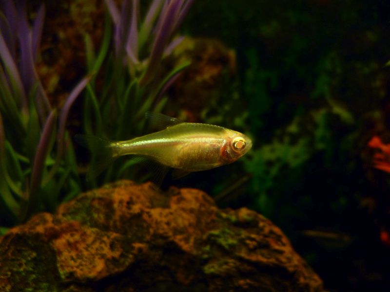Ornamental albino strain.