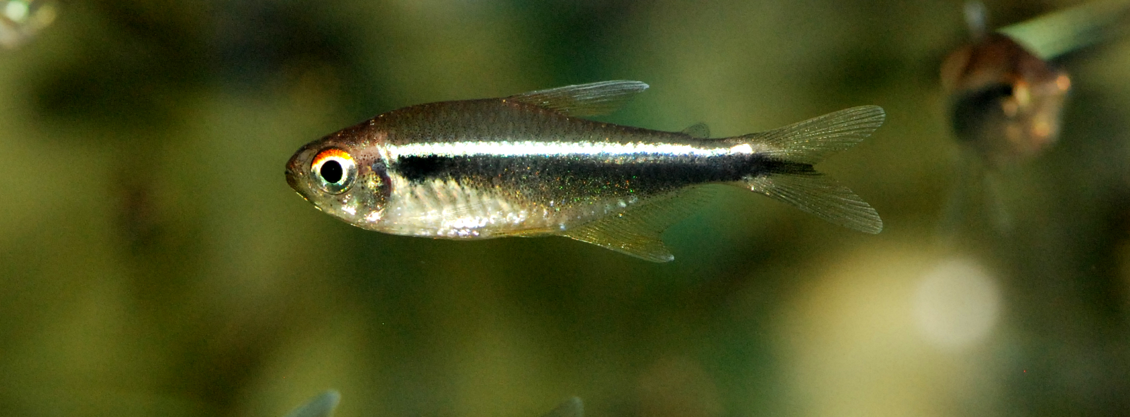 Specimen from the U.S. aquarium trade; commercial strain.