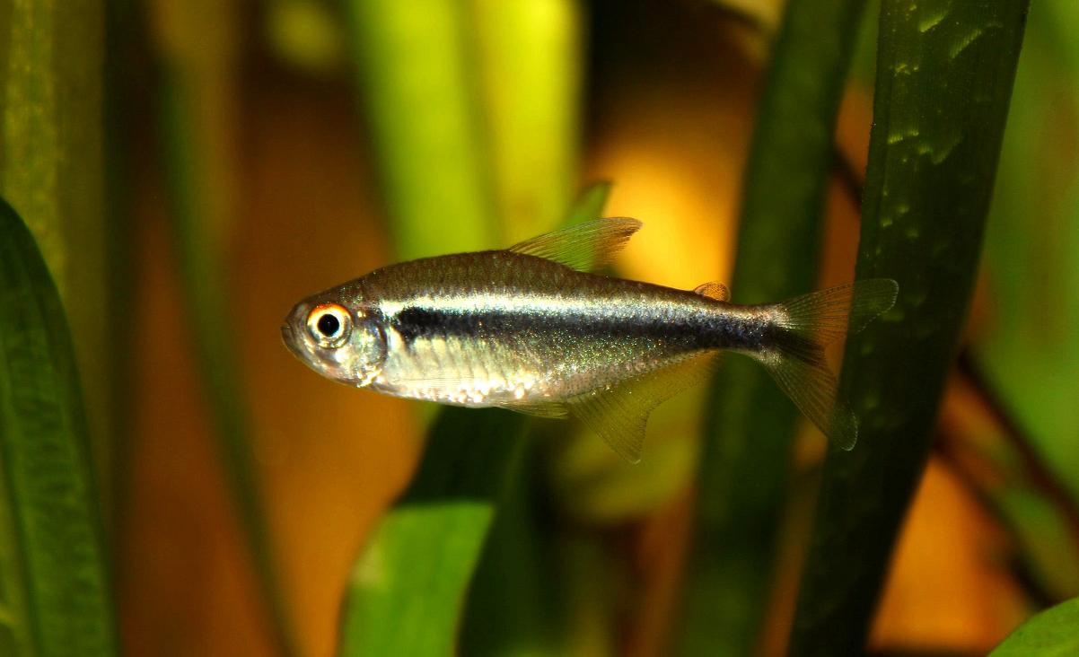 This species is bred on a commercial basis in several countries around the world.