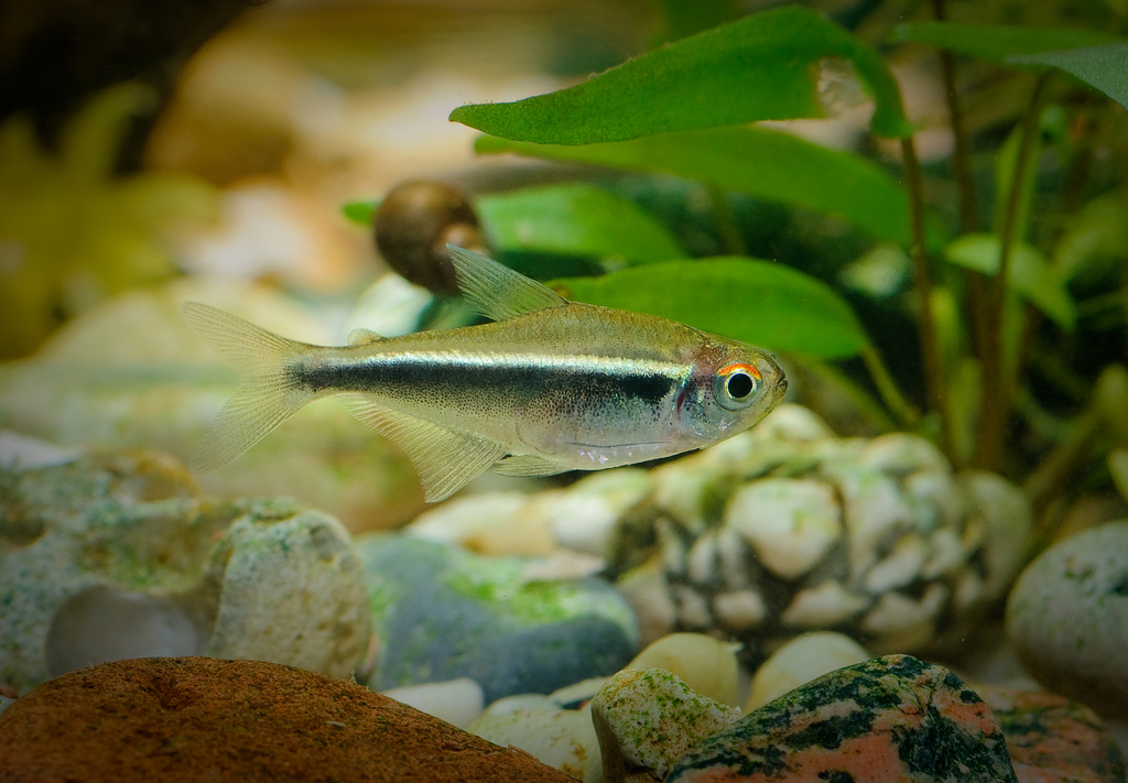 Adult male individual; commercial strain.