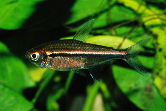 Specimen from the German aquarium trade.