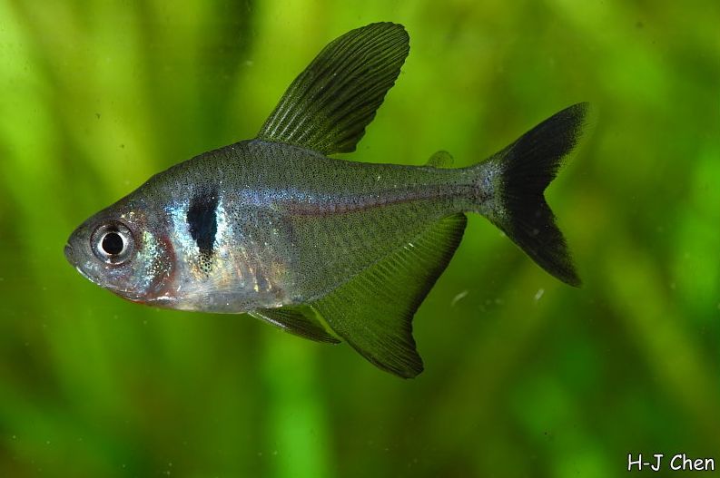 Adult male; commercial strain.