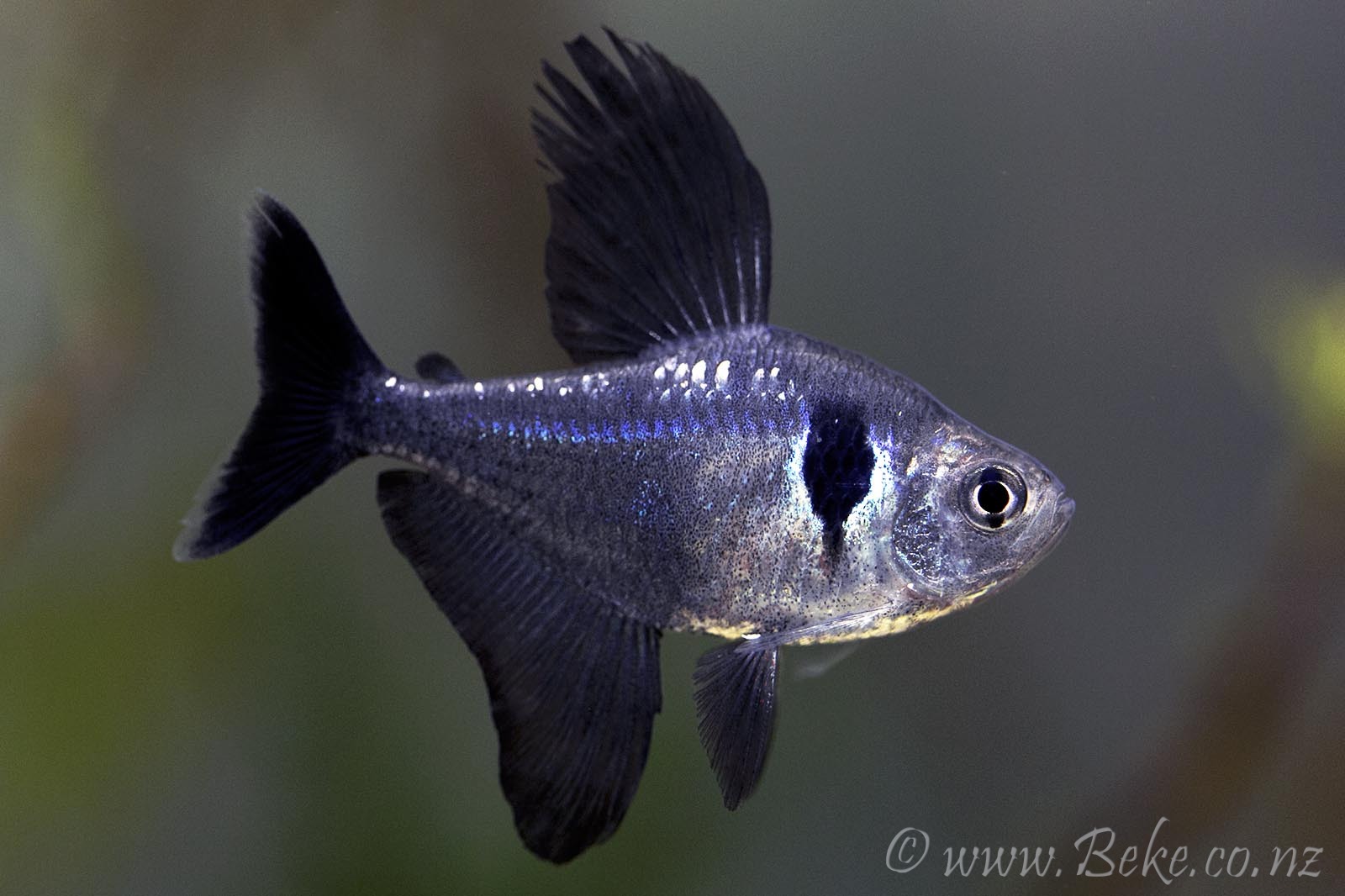 Adult male individual; aggressive mood.