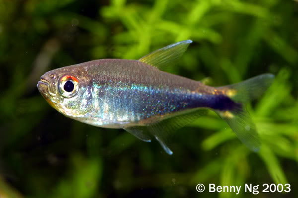A small silver-blue tetra with a dark eye, among green plants.