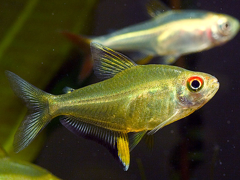 Specimen from the Singapore aquarium trade; commercial strain.
