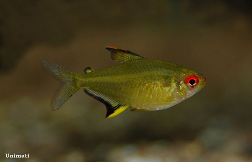 This wild-collected fish possesses a colour pattern intermediate between the 'lemon' and 'orange-red' forms (see 'Notes').