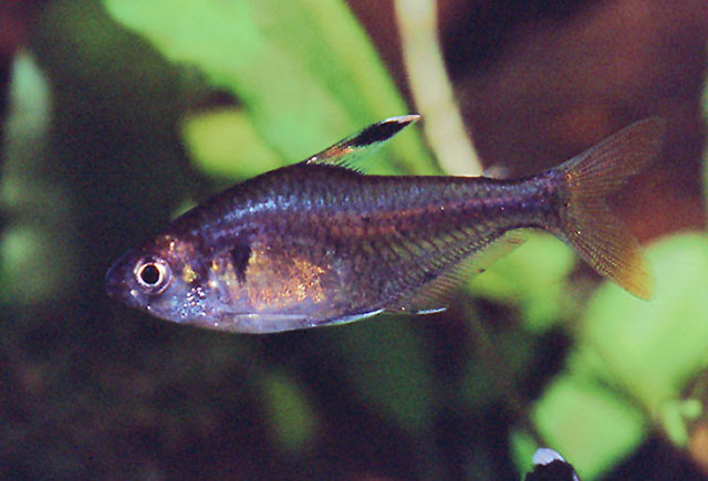 Specimen from the German aquarium trade.