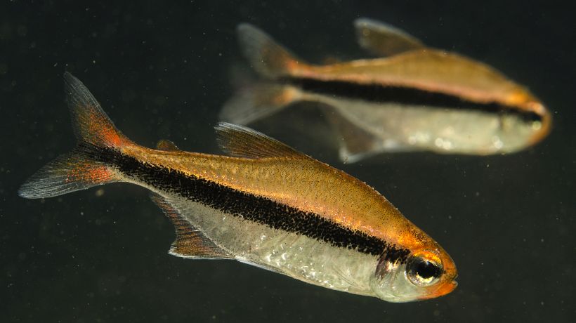 Wild individuals from the rio Juruena, Brazil.