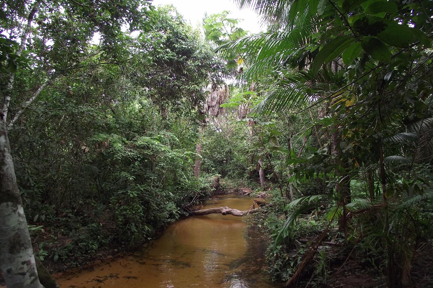 A typical igarapé habitat in Maranhão state, eastern Brazil.